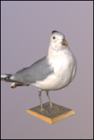 Common gull (Larus Canus)